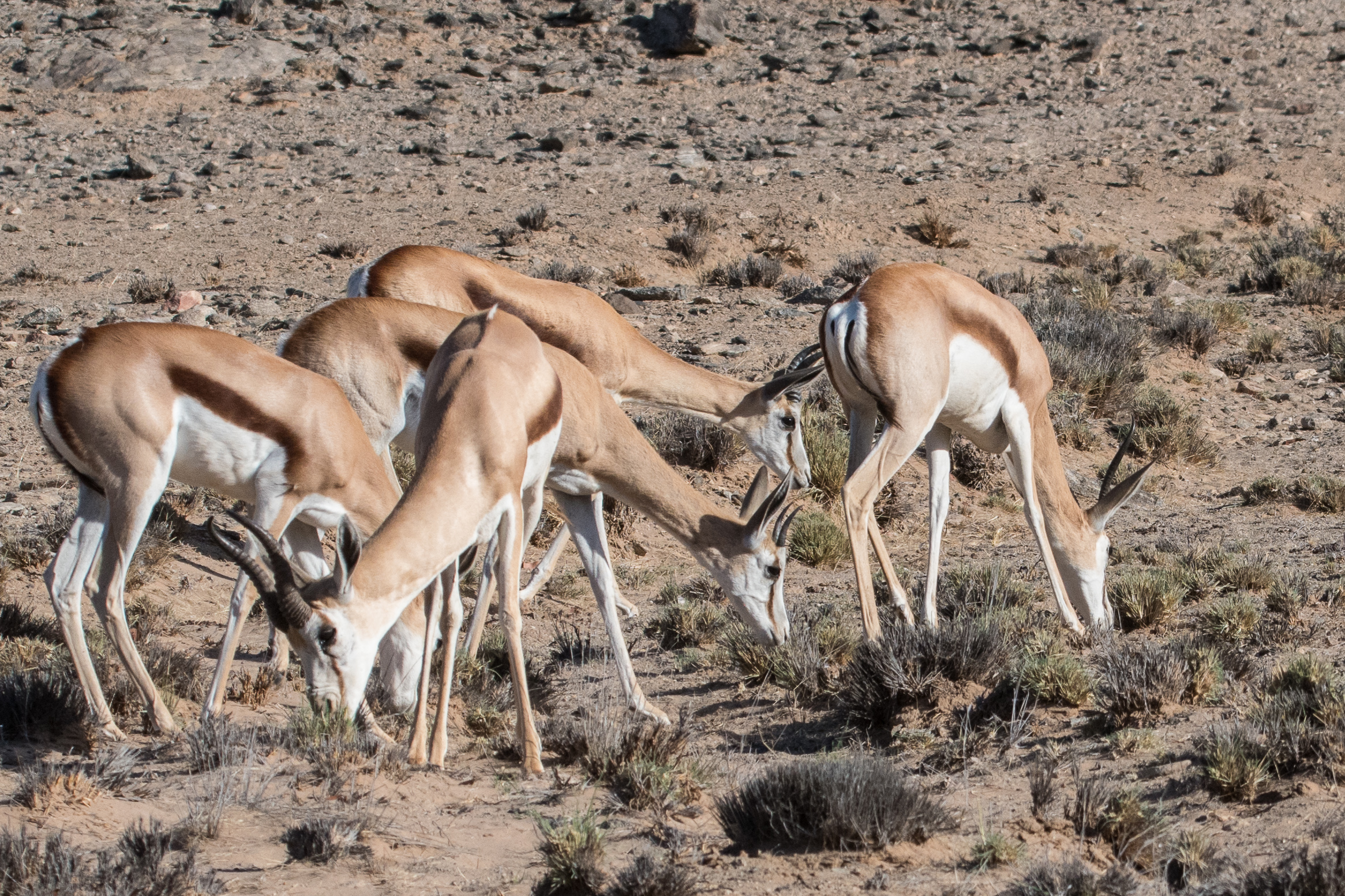 Springboks (Springbucks, Antidorcas marsupialis), groupe paissant dans la vallée de la rivière Hoanib, Kaokoland, région de Kunene, Namibie.
